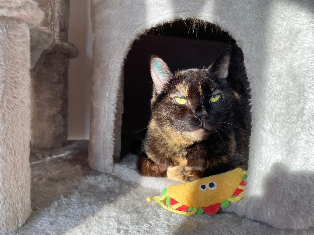 A tortoiseshell cat with golden-green eyes resting in a grey cat-tree alcove, next to a small yellow plush taco toy.